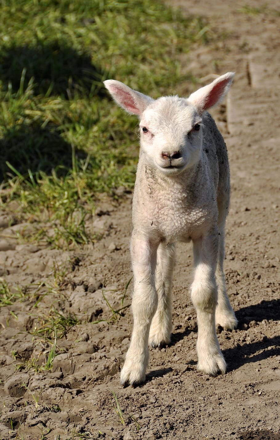 Lamb, Spring, Sheep, Animals, young, meadow, outdoor life, mammals HD wallpaper