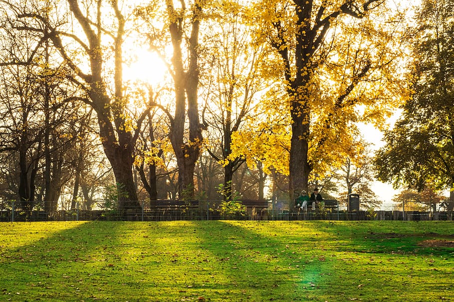 sunset, autumn, nature, forest, mood, trees, forest path, evening sun HD wallpaper
