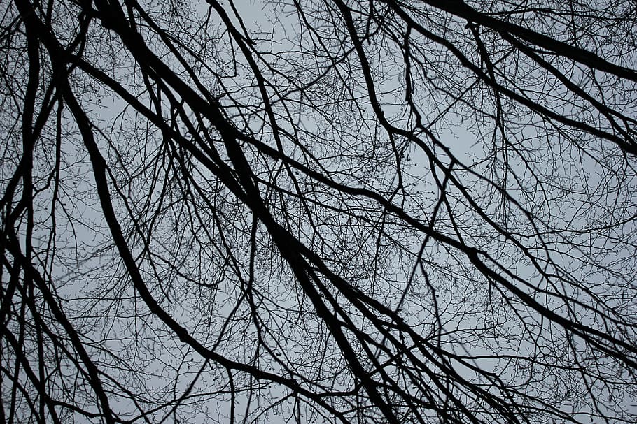 wood, tree, bark, old, nature, strain, tree bark, forest, the bark of the tree HD wallpaper