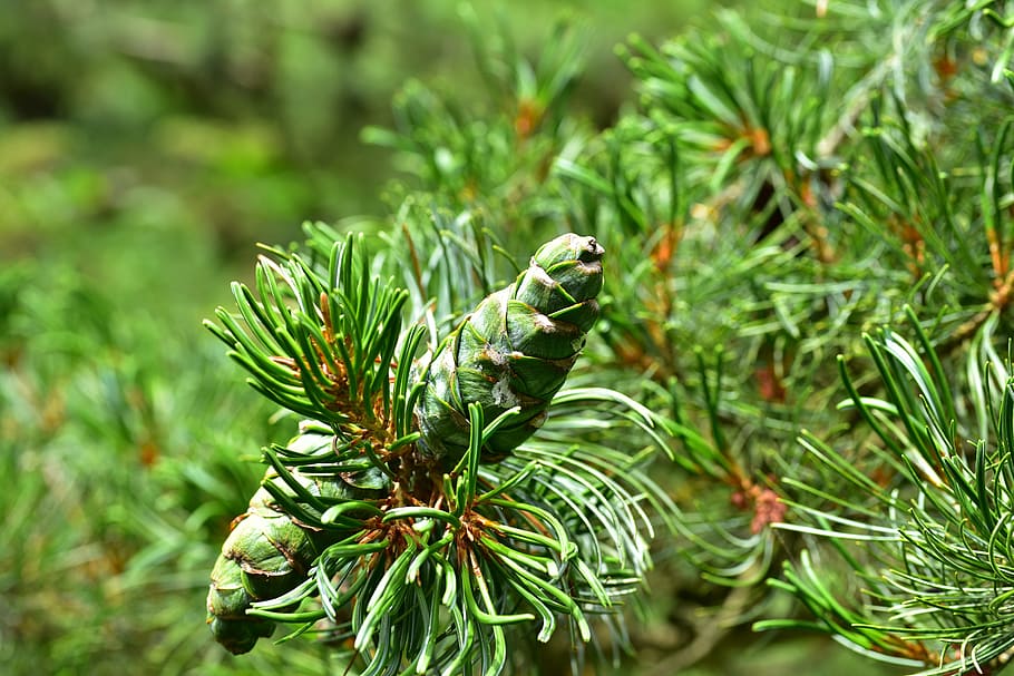 Fir, Pine Cones, Needles, tannenzweig, immergrüner tree, green color, HD wallpaper