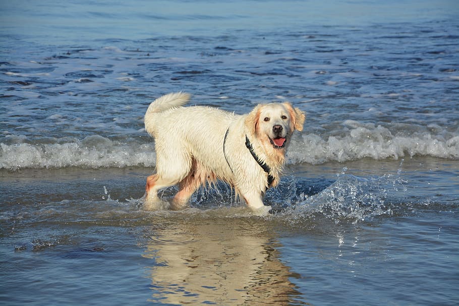 golden retriever standing on seashore at daytime, dog golden retriever