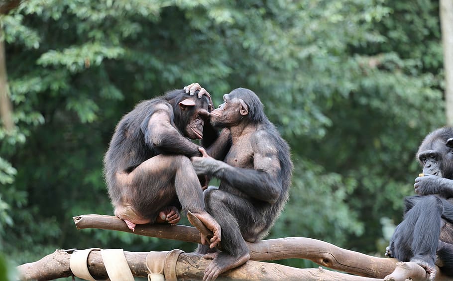 monkeys, chimpanzees, savages, group, family, affection, primate HD wallpaper