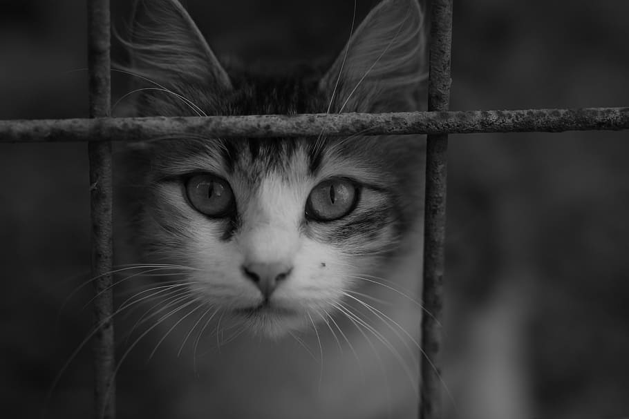 cat, coloring, pet, about, animal themes, one animal, mammal HD wallpaper