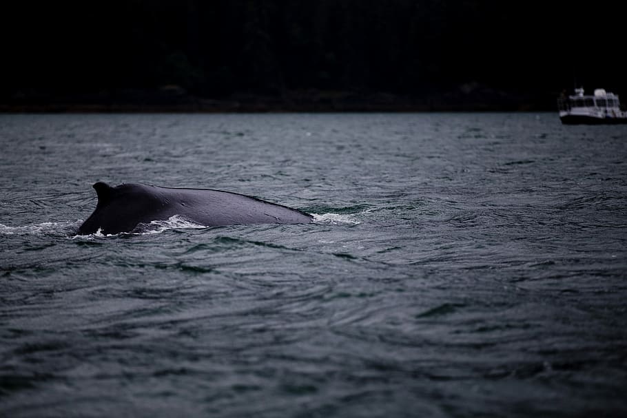 photograph of whale, whale on water at daytime, sea, ocean, wave HD wallpaper
