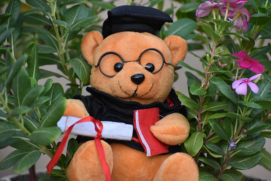 graduated, teddy bear, gift, representation, toy, plant part HD wallpaper