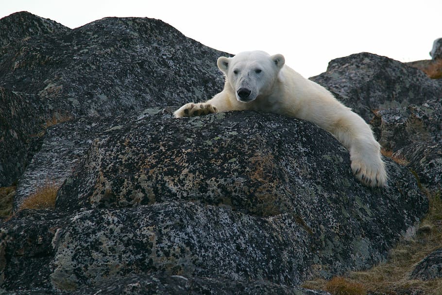 white bear on black rocks during daytime, polar bear at the stone, HD wallpaper