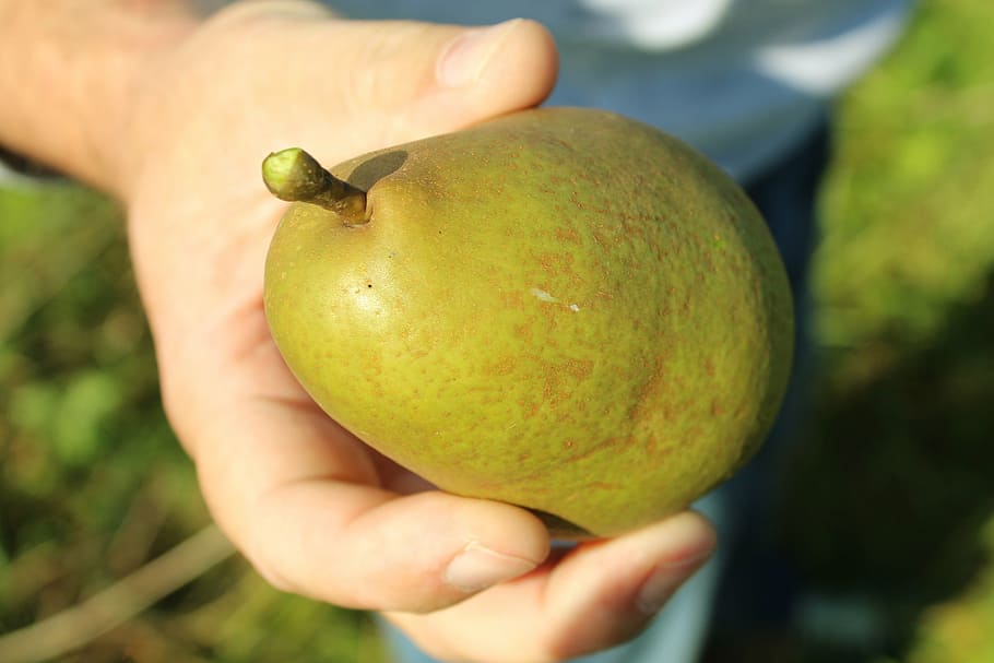 pear, hand, fruit, man, nature, autumn, pick, agriculture, delicious HD wallpaper