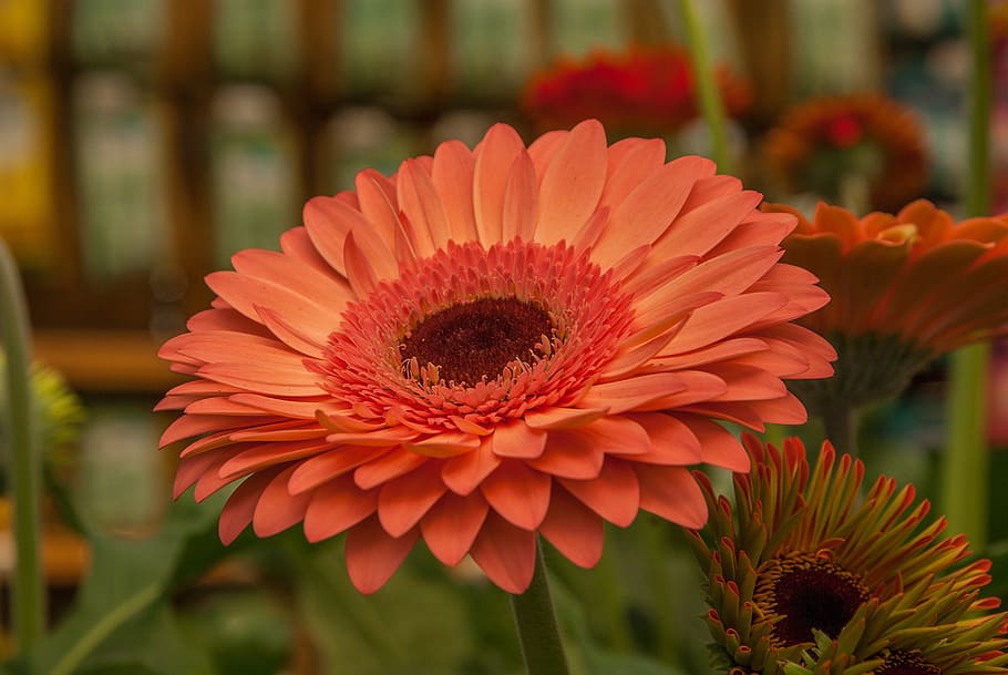 flower, gerbera, garden, nature, plant, yellow, summer, petal HD wallpaper