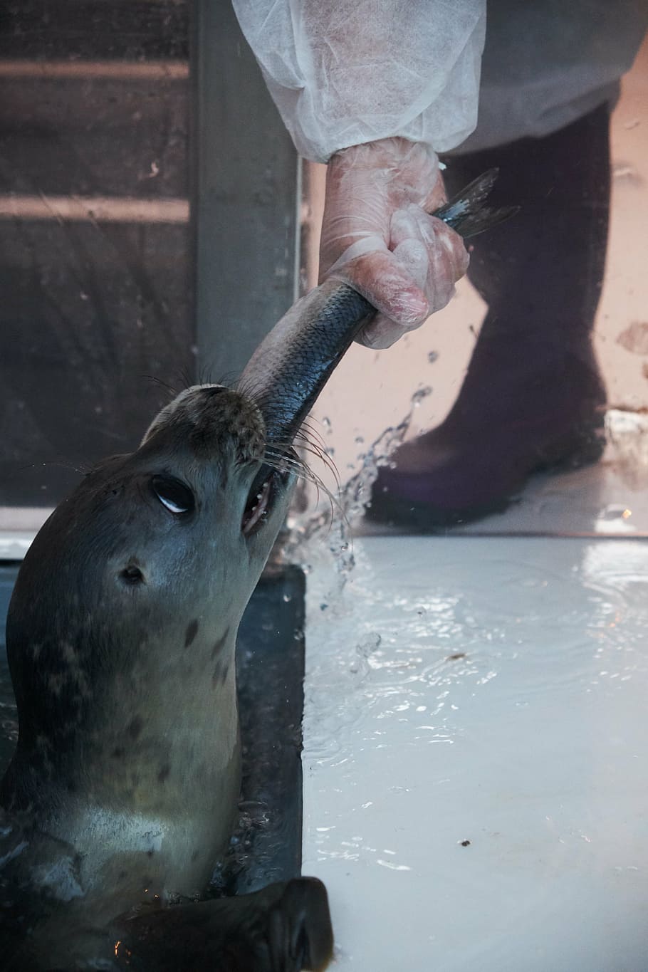 seal, breeding, rearing, feeding, mammal, crawl, fish, eat HD wallpaper