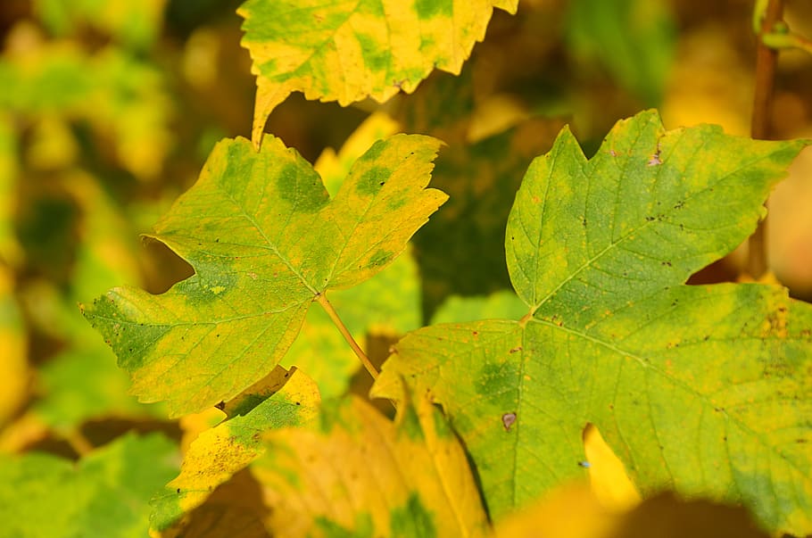 sheet, tree, maple, autumn, branch, sun, nature, green, deciduous tree HD wallpaper