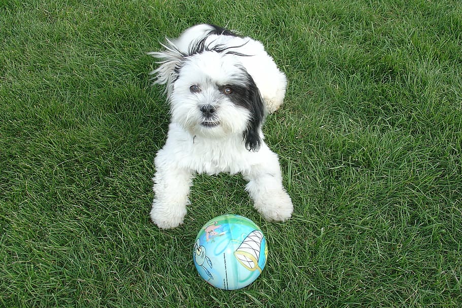 shih tzu, dog, playing, backyard, green grass, ball, funny HD wallpaper