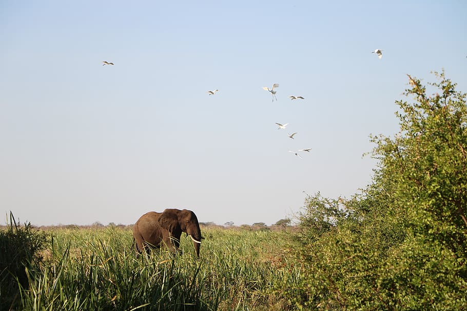 elephant, nature, wildlife, animal themes, animal wildlife HD wallpaper