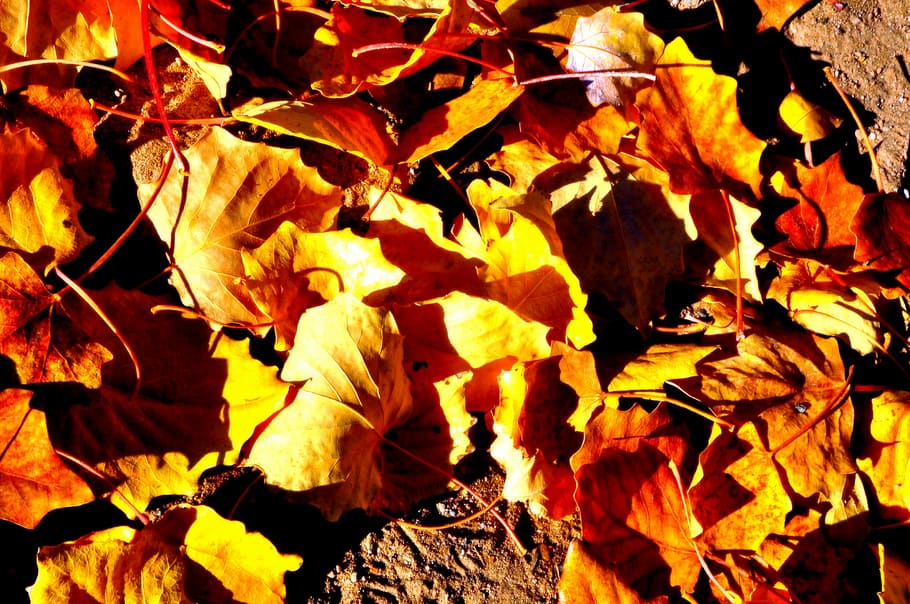 defoliation, ground, autumn, leaf, nature, season, yellow, orange Color HD wallpaper