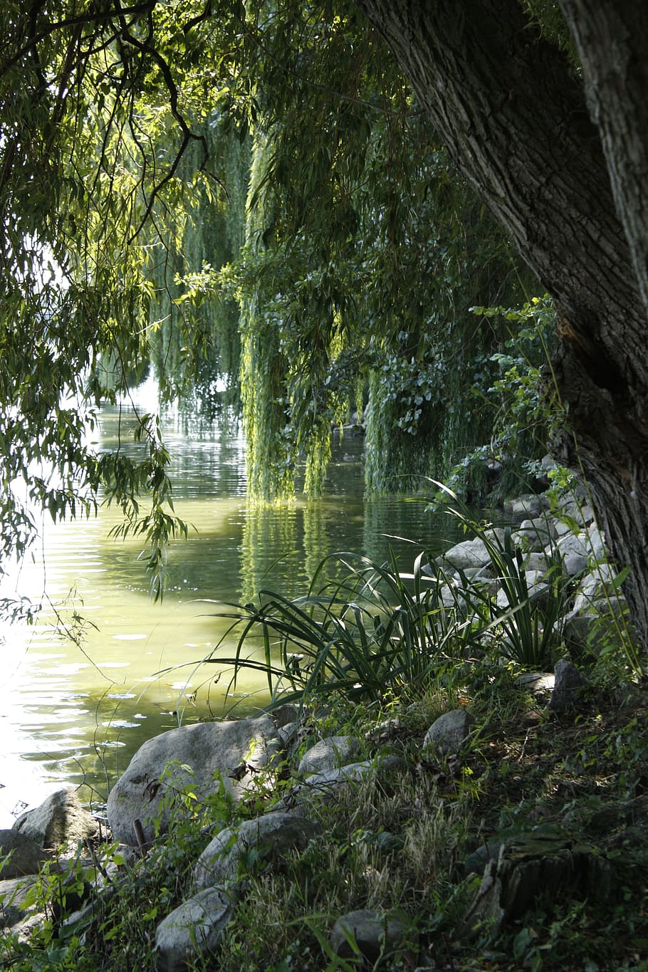 Pond, Tree, Reflection, Lipa, Stones, the stones, cane, shadows HD wallpaper