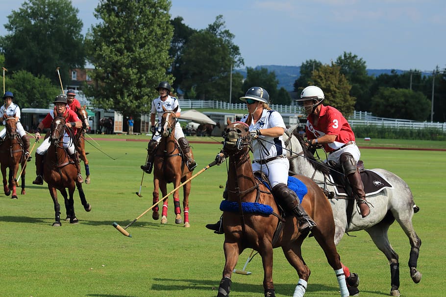 horse, course, competition, track, jockey, domestic, mammal HD wallpaper