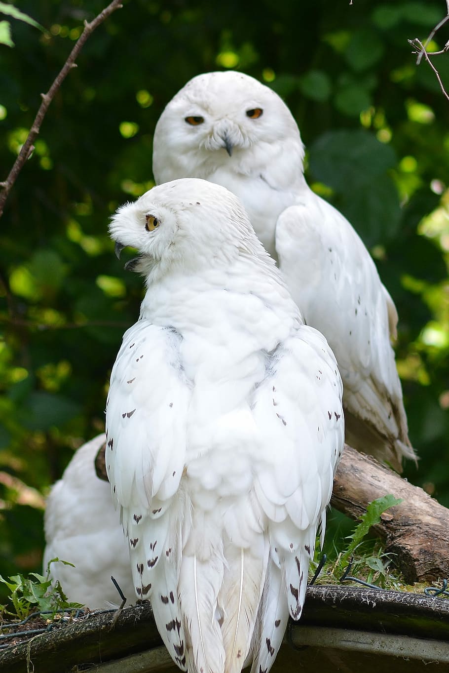 nature, owl, animal themes, bird, vertebrate, white color, animal wildlife HD wallpaper