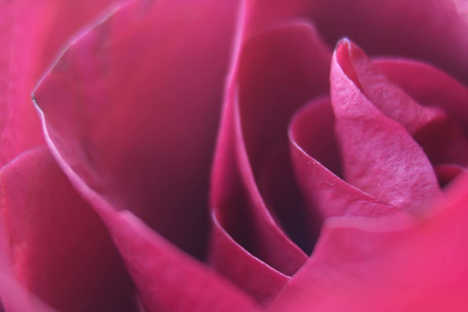 close-up photography of pink rose, Macro, Flower, Blossom, Nature HD wallpaper