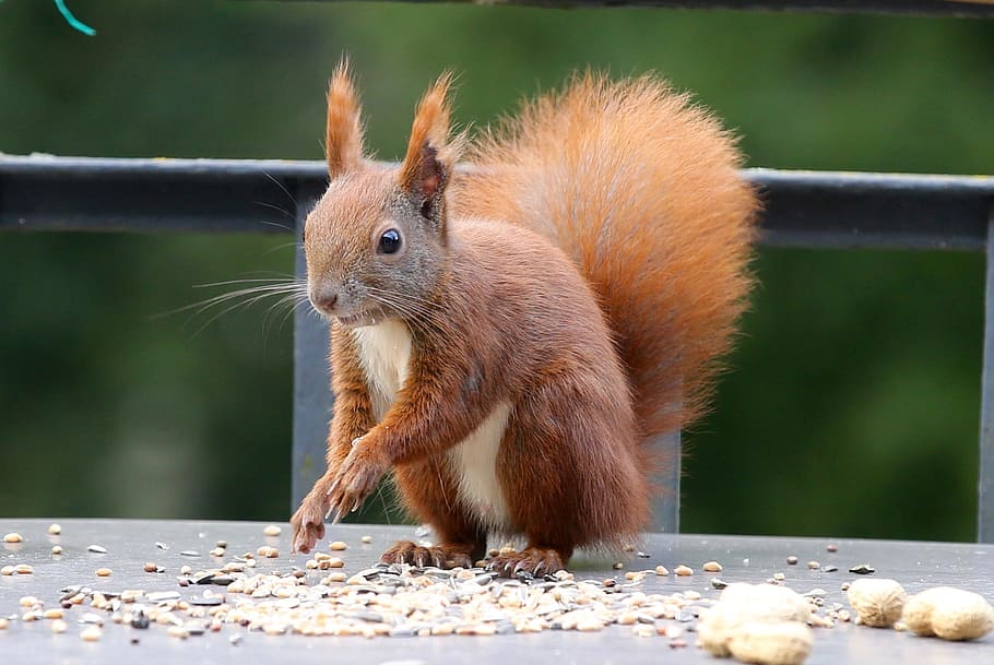 brown squirrel standing near nuts at daytime, eichkater, animal HD wallpaper