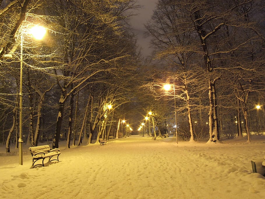 photo of pathway between trees during nighttime, park, winter HD wallpaper