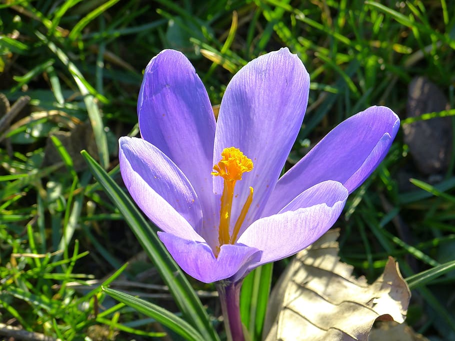Crocus, Blossom, Bloom, Flower, Spring, purple, spring flower HD wallpaper