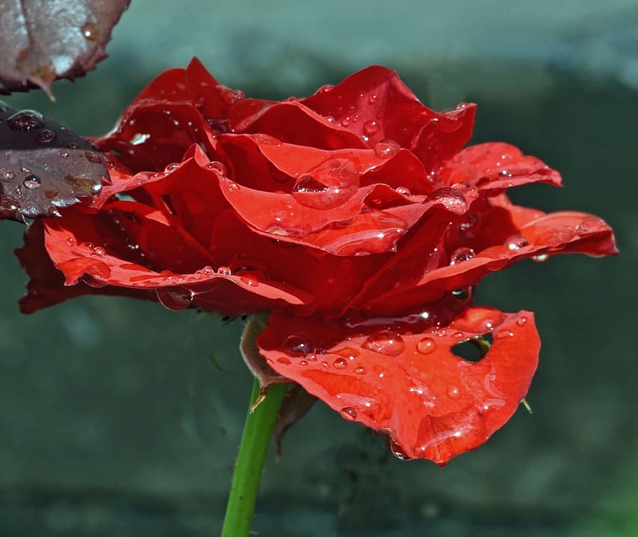 red, rose, red roses, flowering plant, petal, vulnerability HD wallpaper