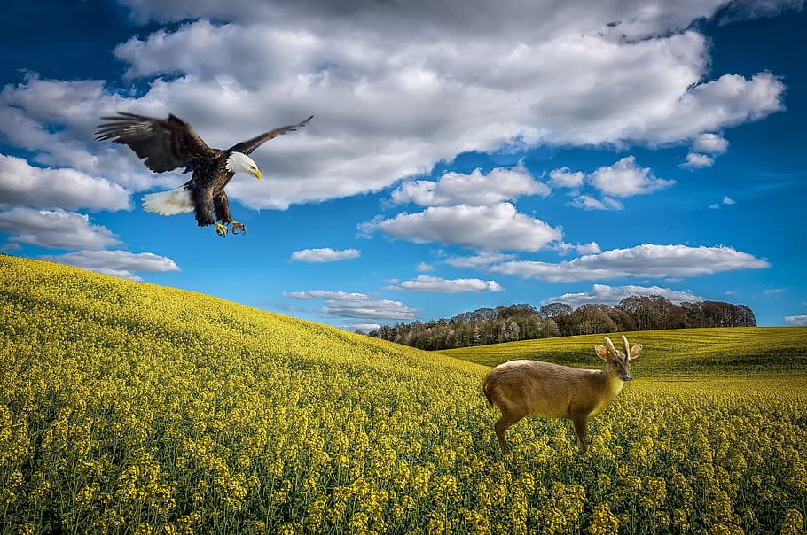 Eagle soaring on deer painting, wiltshire, rape seed, composite HD wallpaper