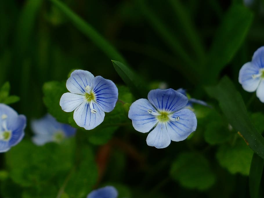 Flower, Blossom, Bloom, chamaedrys, blue, white, light blue, HD wallpaper