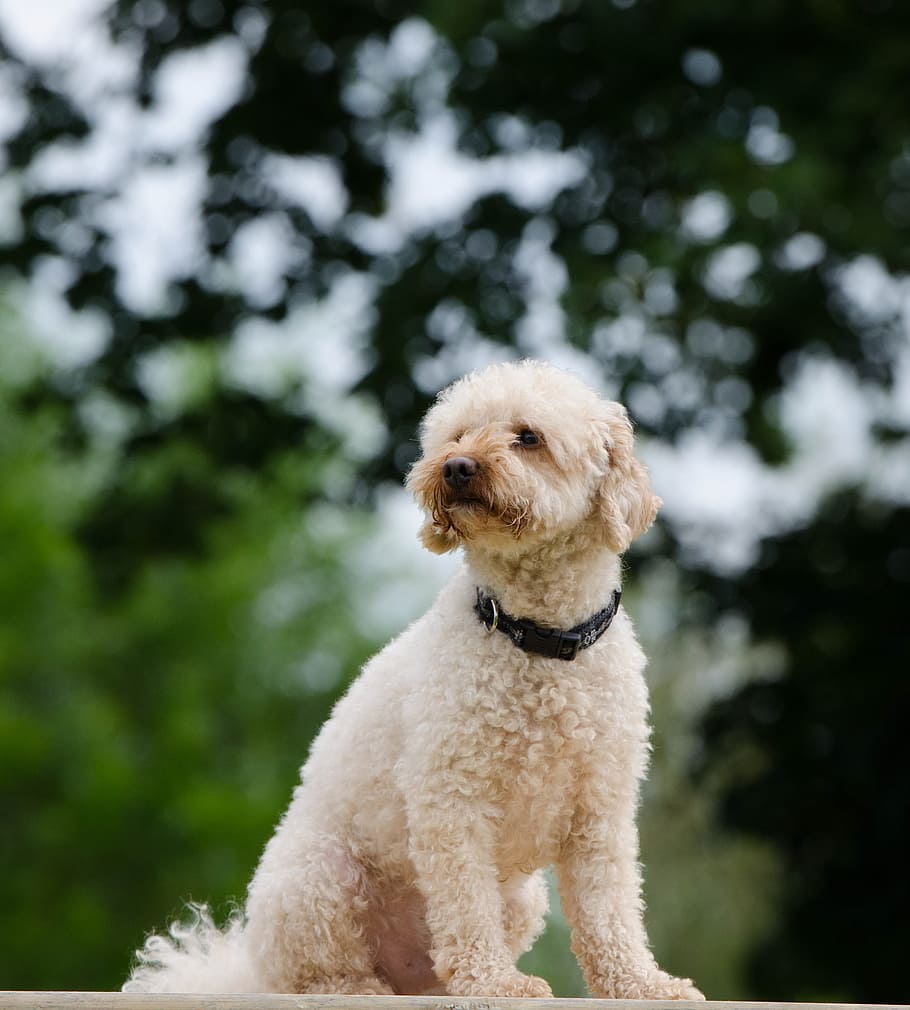 poodle, small poodle, portrait, bokeh, one animal, domestic HD wallpaper