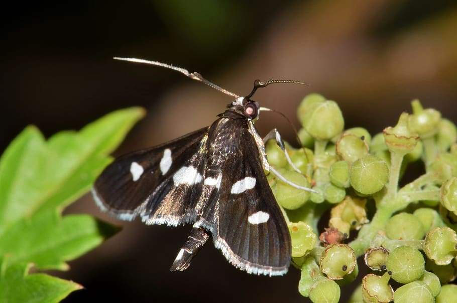 moth, grape leaf roller, insect, insectoid, wings, winged, winged insect HD wallpaper