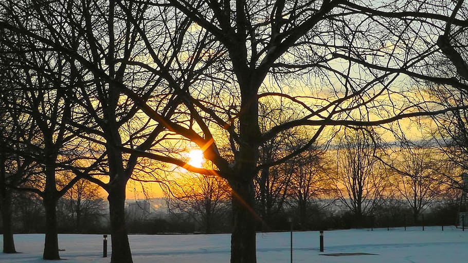 Sunrise, Trees, Morgenrot, park, skies, atmosphere, sunbeam HD wallpaper