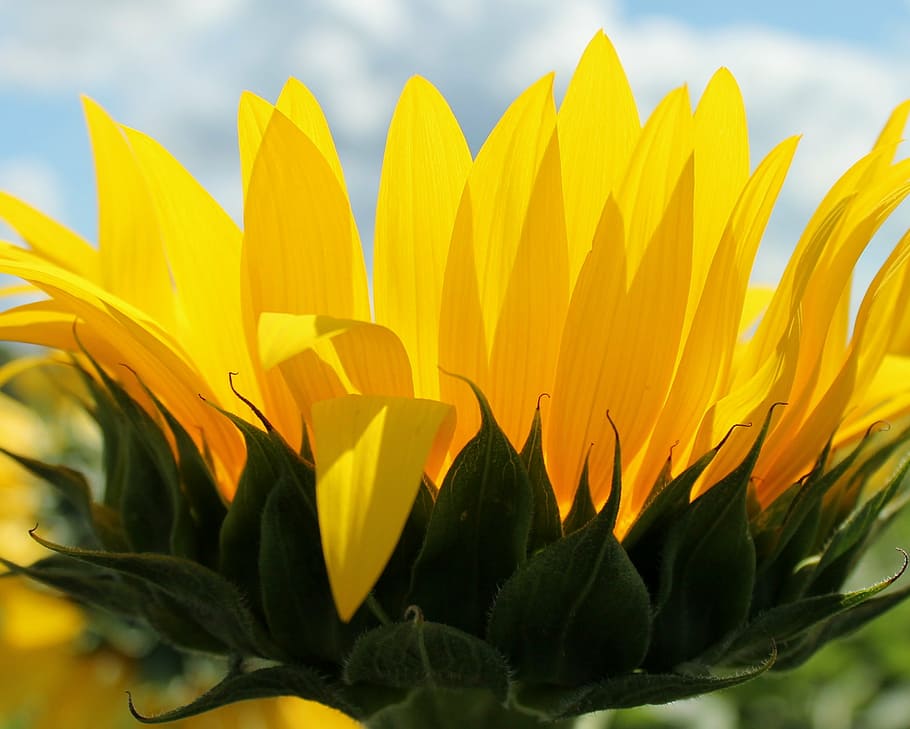 sunflower, yellow, plant, freshness, flowering plant, beauty in nature HD wallpaper