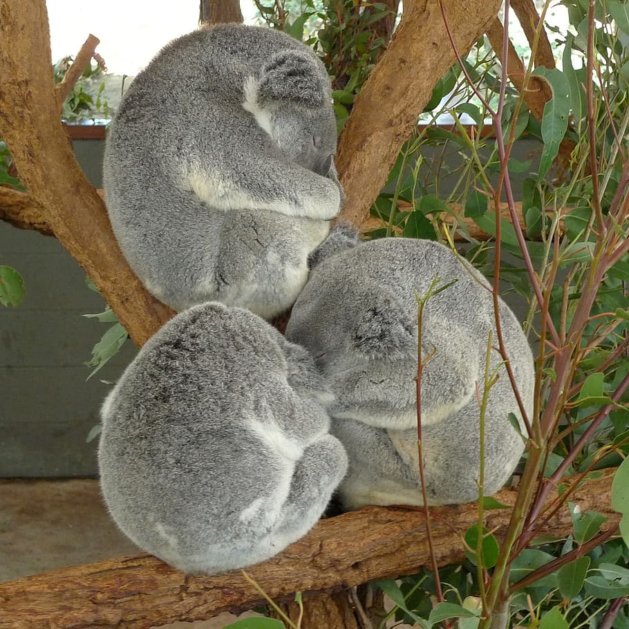 three gray Koalas on tree, bears, zoo, sleeping, mammal, australia HD wallpaper