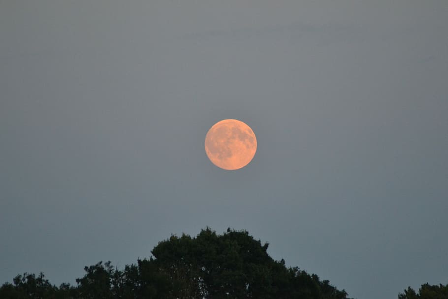 Moon, Treetop, Moonlight, Outdoors, sky, night, silhouette HD wallpaper