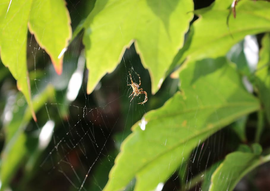spider, cobweb, vine leaves, network, insect, nature, one animal HD wallpaper