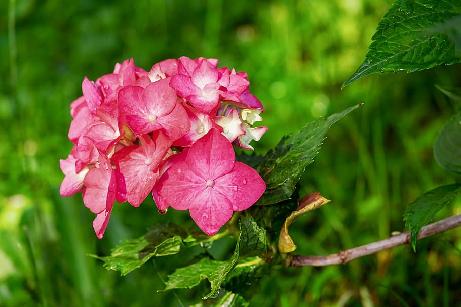 selective focus photography of pink petaled flowers, hydrangea HD wallpaper