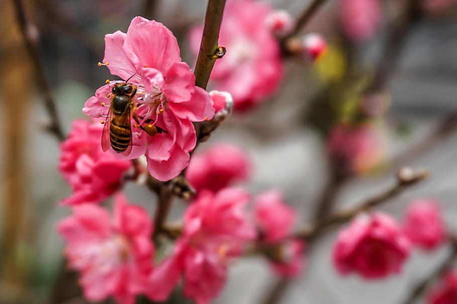Flower, Bee, Honey, Insect, Nature, summer, plant, outdoor HD wallpaper