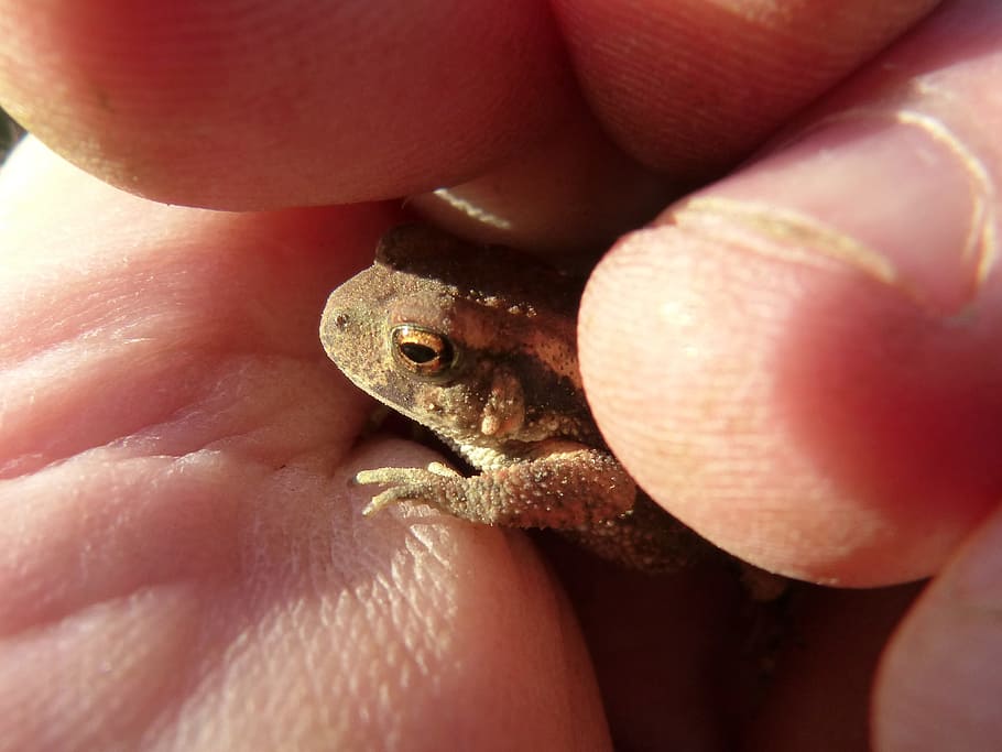 toad, sapito, small, hand, tiny, protection, batrachian, bufo bufo HD wallpaper