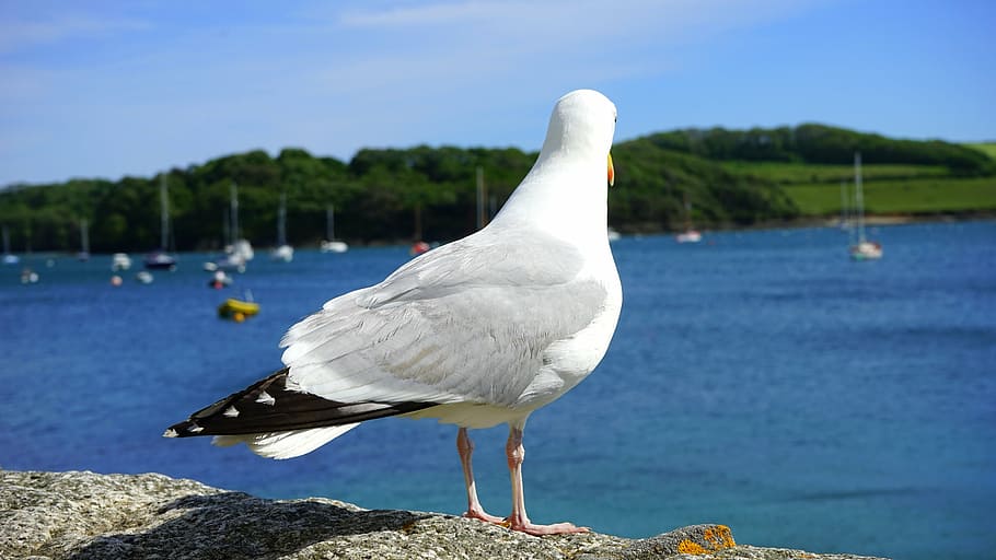 white and gray gull standing on gray concrete surface near sea at daytime HD wallpaper