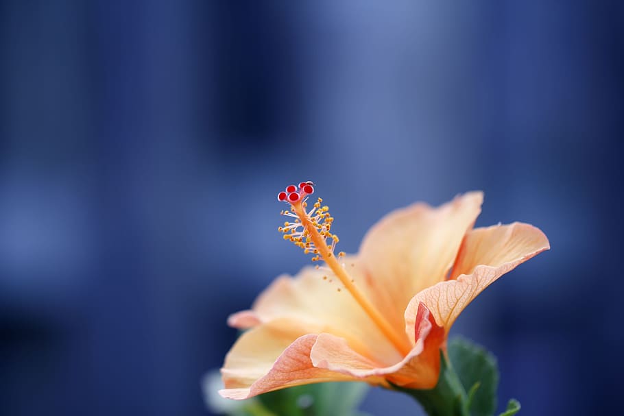 orange hibiscus, closeup, isolated, wallpaper, greeting, item, HD wallpaper
