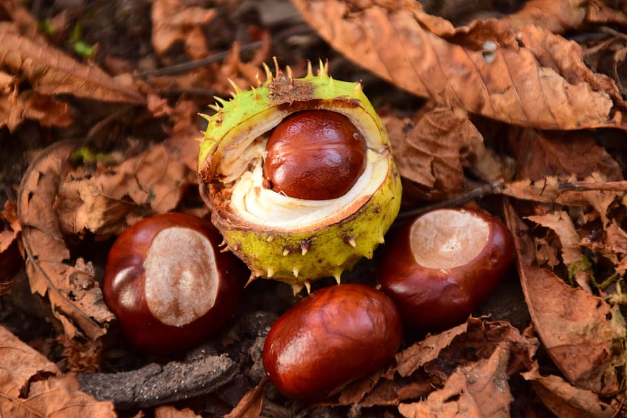 Chestnut, Prickly, Forest Floor, autumn, chestnut leaves, spur