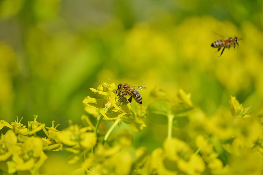 Bee, Insect, Blossom, Bloom, Pollination, pollen, nectar, flower HD wallpaper