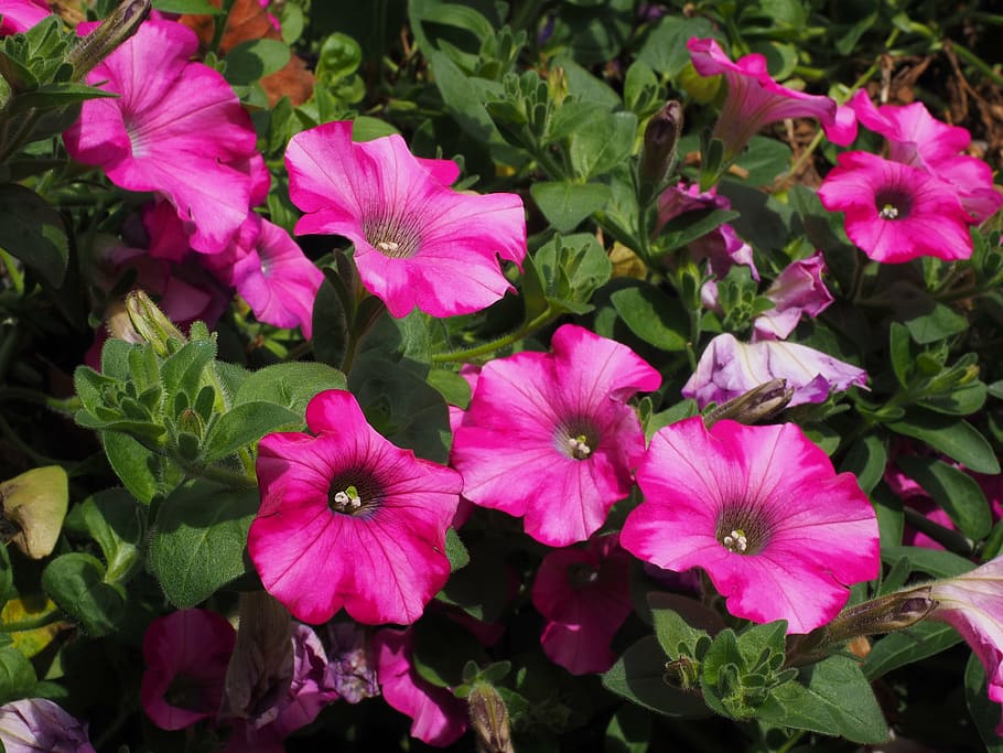 HD wallpaper: petunia, flower, blossom, bloom, pink, flowers ...