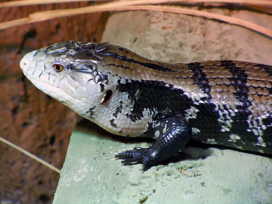 monitor, varanus, reptile, iguana, lizard, exotic, animal, animal themes HD wallpaper