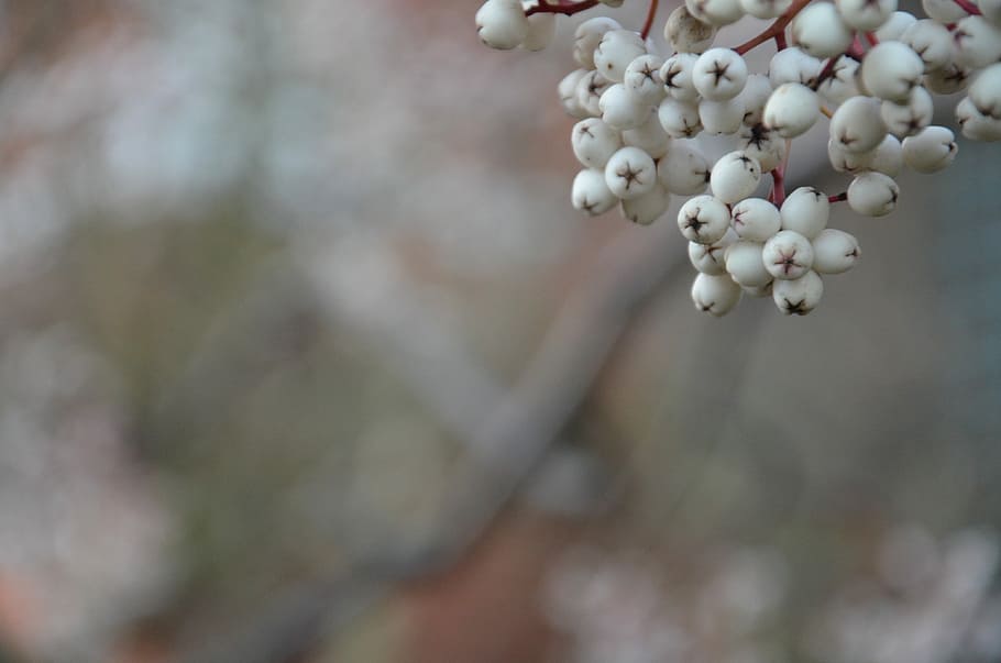 Berries, Winter, Cherry, Leaves, Fresh, leaf, nature, white HD wallpaper
