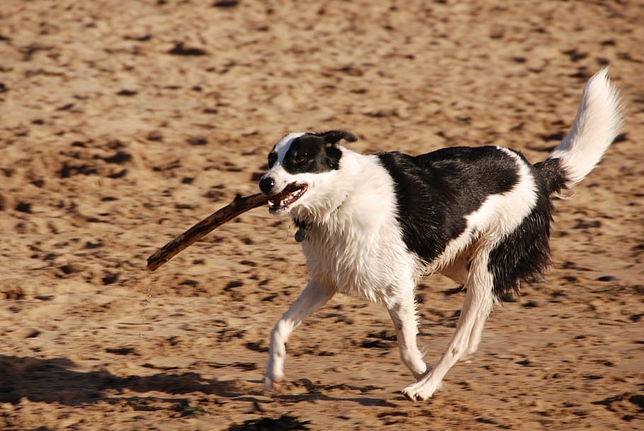 dog, stick, running, beach, pet, exercise, one animal, animal themes HD wallpaper