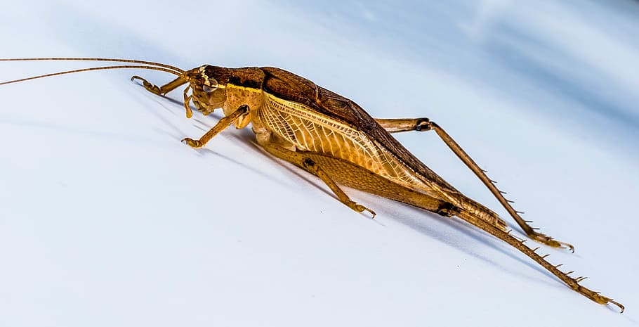 Grasshopper, Insect, Close, viridissima, one animal, animal wildlife HD wallpaper