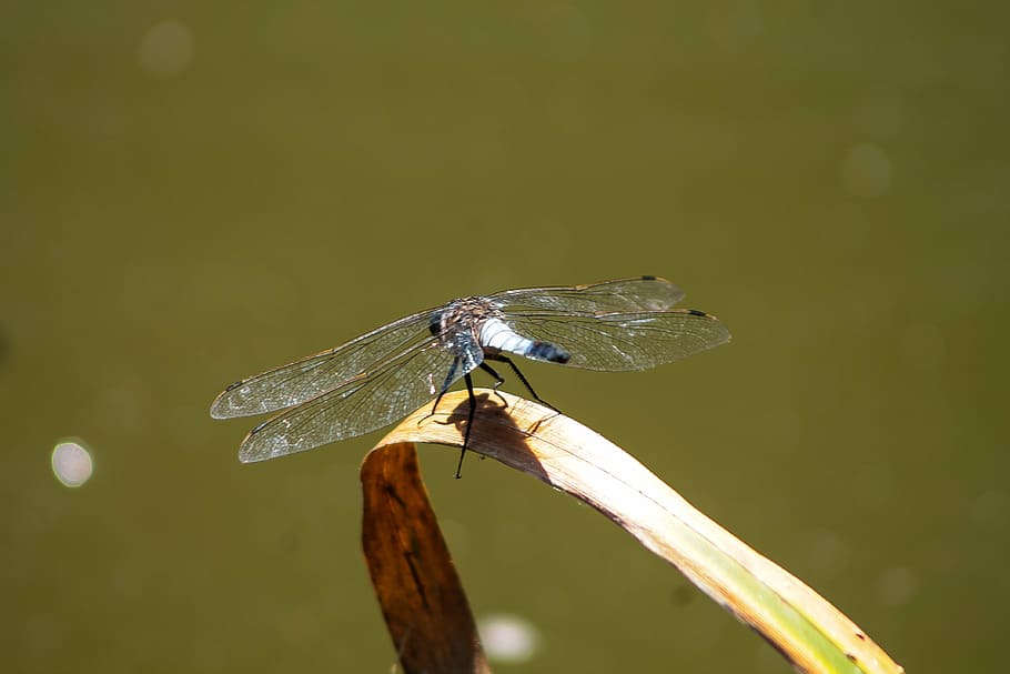 dragonfly, mood, wallpaper, insect, nature, background, waterfront HD wallpaper