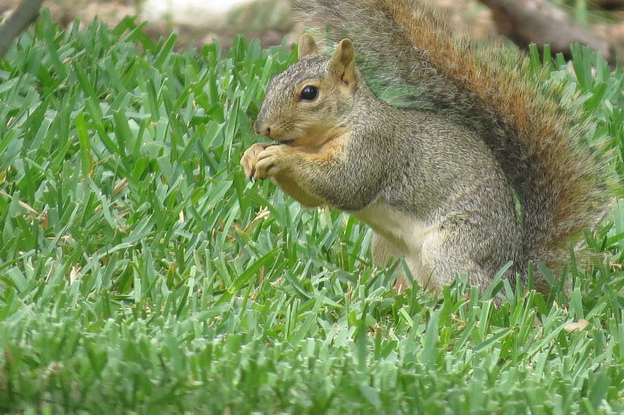 Squirrel, Animal, Wildlife, Nature, grass, one animal, eating HD wallpaper