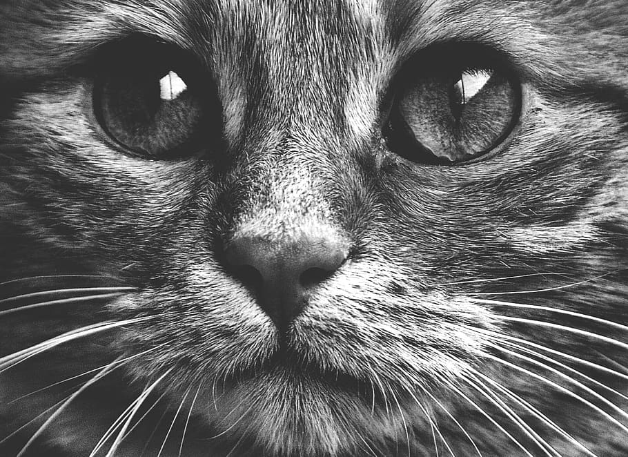macro photograpy of gray cat, black and white, cute, mackerel, HD wallpaper