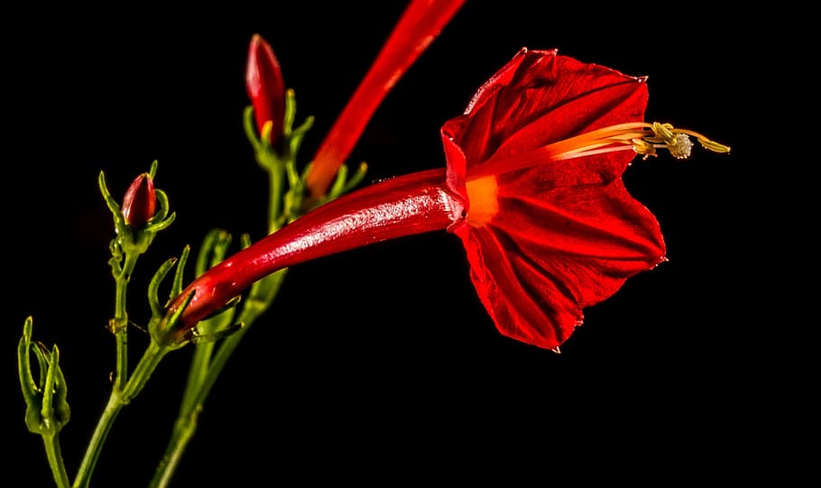 Small, Flower, Flower, Ranke, Close, small flower, red, black background HD wallpaper